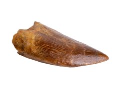 Зуб динозавра Carcharodontosaurus saharicus