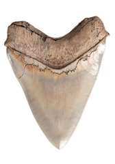 Зуб мегалодона 12,2 см коллекционного качества