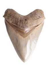 Зуб мегалодона 12,2 см коллекционного качества