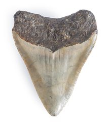 Зуб мегалодона 9,6 см