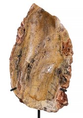 Строматолит