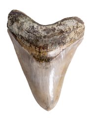 Зуб мегалодона 13,7 см музейного качества 