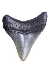 Зуб мегалодона 7,6 см