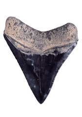 Зуб мегалодона 10,5 см коллекционного качества