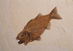 Рыба Mioplosus Labracoides sp.