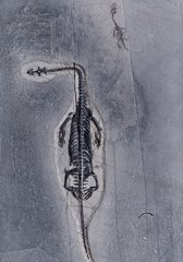 Кейхозавр Keichousaurus sp.