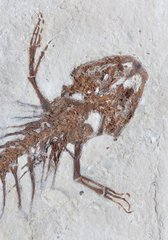 Саламандра Chelotriton paradoxus 