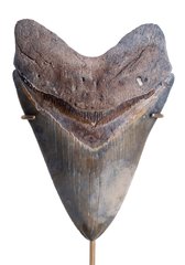 Зуб мегалодона 16 см музейного качества