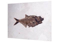 Рыба Diplomystus sp.