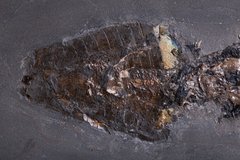 Головоногий моллюск Phragmoteuthis conocauda sp.