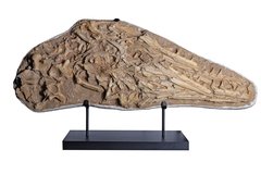 Череп мозазавра