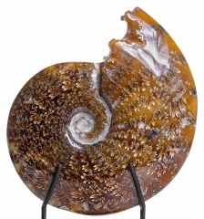 Аммонит Cleoniceras sp.