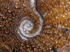 Аммонит Cleoniceras sp.
