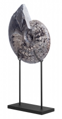 Аммонит Ceratites sp.