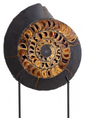 Аммонит Speetoniceras versicolor