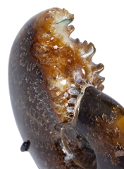 Аммонит Cleoniceras sp.