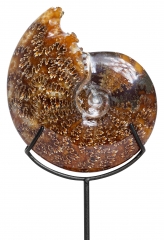 Аммонит Cleoniceras sp.