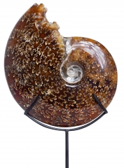 Аммонит Cleoniceras sp.