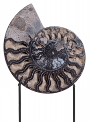 Аммонит Cleoniceras sp.
