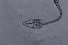 Рыба Asialepidotus shingyiensis и кейхозавры Keichousaurus hui