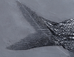 Рыба Asialepidotus shingyiensis и кейхозавры Keichousaurus hui