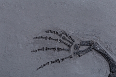 Рыба Asialepidotus shingyiensis и кейхозавры Keichousaurus hui