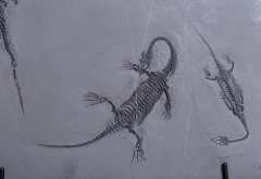 Рыба Asialepidotus shingyiensis и кейхозавры Keichousaurus hui