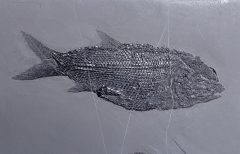 Рыба Asialepidotus shingyiensis и кейхозавры Keichousaurus hui