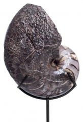 Наутилус Cymatoceras sp.