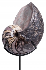 Наутилус Cymatoceras sp.