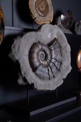 Аммонит Lytoceras cornucopia