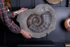 Аммонит Lytoceras cornucopia