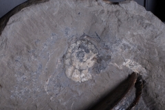 Аммонит Lytoceras cornucopia