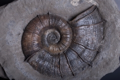 Аммонит Lytoceras cornucopia