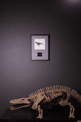 Панно с зубом динозавра Carcharodontosaurus saharicus