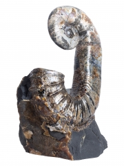 Аммонит Audouliceras sp.