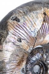 Аммонит Audouliceras sp.