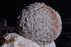 Шишка Araucaria mirabilis