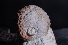 Шишка Araucaria mirabilis