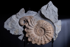 Аммонит Mortoniceras rostratum