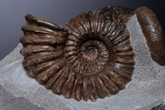 Аммониты Cheloniceras sp., Ancyloceras sp. и наутилус Cymatoceras sp.