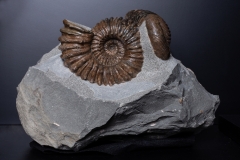 Аммониты Cheloniceras sp., Ancyloceras sp. и наутилус Cymatoceras sp.
