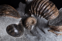 Аммониты Cheloniceras sp., Ancyloceras sp. и наутилус Cymatoceras sp.