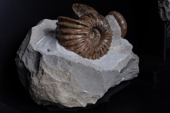 Аммониты Cheloniceras sp., Ancyloceras sp. и наутилус Cymatoceras sp.