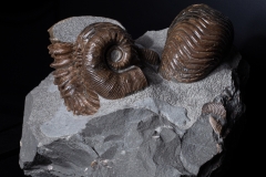 Аммониты Cheloniceras sp., Ancyloceras sp. и наутилус Cymatoceras sp.