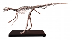 Скелет динозавра Jeholosaurus shangyuanensis