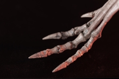 Скелет динозавра Jeholosaurus shangyuanensis