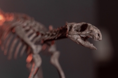 Скелет динозавра Jeholosaurus shangyuanensis