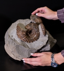 Аммониты Cheloniceras sp., Ancyloceras sp. и наутилус Cymatoceras sp.
