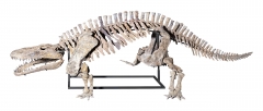 Скелет амфибии Eryops megacephalus